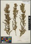 Foto von Salix purpurea L. x Salix viminalis L.